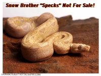 2010Snow_FleurDeLis_Boa.jpg
