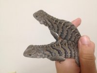 baby cubans 4 sale 2.jpg