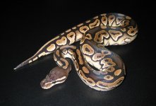 CinnyM2100413.jpg