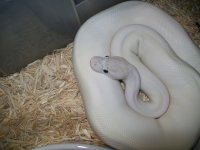 1.1 ivory 2013 004.jpg