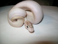 1.1 ivory 2013 009.jpg