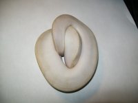 1.1 ivory 2013 018.jpg