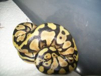 baby snakes and yb 010.jpg