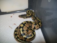 baby snakes and yb 009.jpg