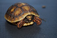DSC_0420.jpg