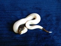 black pastel pied 3.jpg