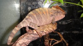 female (2).jpg