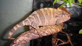 female (3).jpg