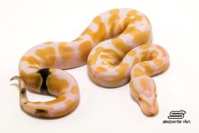 Albino Paradox.jpg