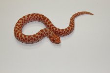 Hognose Albino (2).jpg