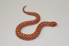 Hognose Albino.jpg