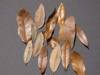 LiveOak.jpg