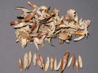 WillowOakMix.jpg