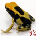 sc11_regina2_sm.jpg
