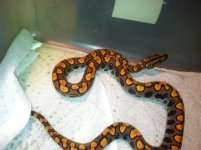 male babies 011.jpg