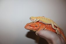 IMG_7565.jpg