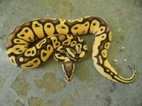 DSCN4870.jpg