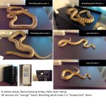 woma pictures.jpg