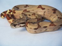 hypo  boa.jpg