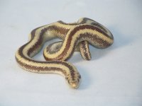 desert rosy boa.jpg