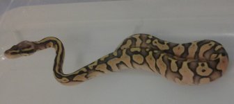 Newsnake3.jpg