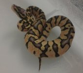 Newsnake2.jpg