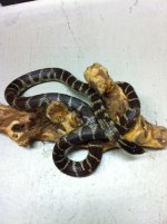 Hypo Male.jpg
