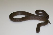 Kukri snake.jpg
