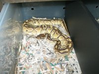 Louie butter male.jpg
