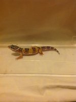 Normal Het Tremper Poss Het Blizzard.jpg