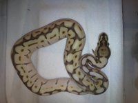 Butter bee female  2013.jpg