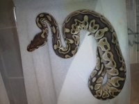 Butter female 2013.jpg