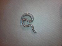 Sand boa female.jpg