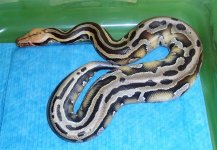 GloWormZionBulletMarble009.jpg