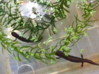 Danube Crested Newts.jpg