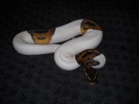 Temp Python 310.jpg