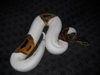 Temp Python 311.jpg