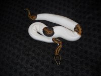 Temp Python 317.jpg