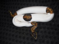 Temp Python 318.jpg