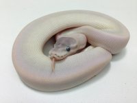 Tongue out female BEL FS 9.6.2013.jpg