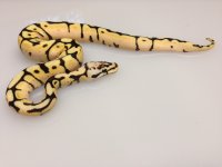 IMG_8688.jpg