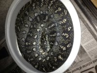 diamond female 1.jpeg