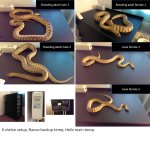 Woma setup sale.jpg