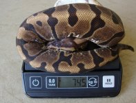 hg woma aug192013.jpg