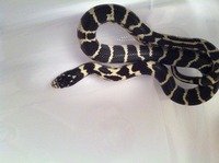 cali king male 7.jpg