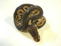 shed blk pstl 2 (6).jpg