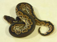 blk pstl 1 (9).jpg