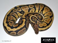 12_m-Spotnose_01.jpg