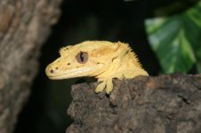 crested female 2.jpg