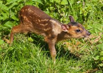 Muntjac.jpg